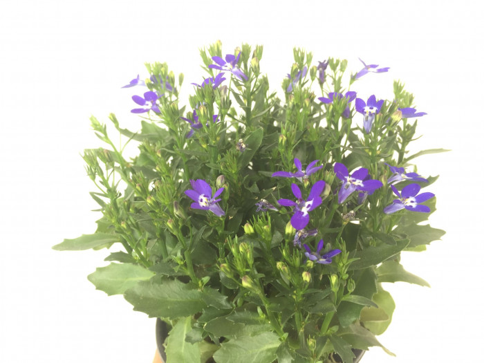 로벨리아 - lobelia, Lobelia erinus
