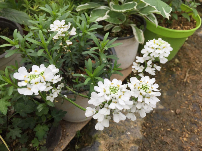 눈꽃 - Candytuft, Iberis sempervirens
