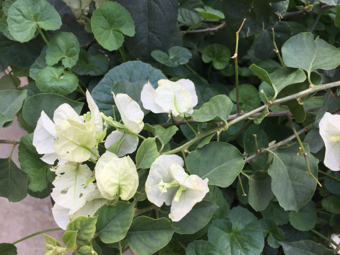 부겐베리아 - paper flower, Bougainvillea glabra