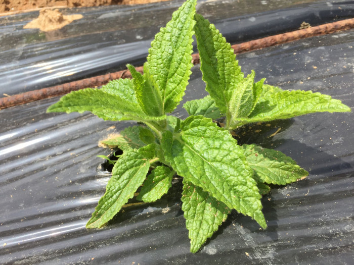 초석잠 - Stachys sieboldii Miq.
