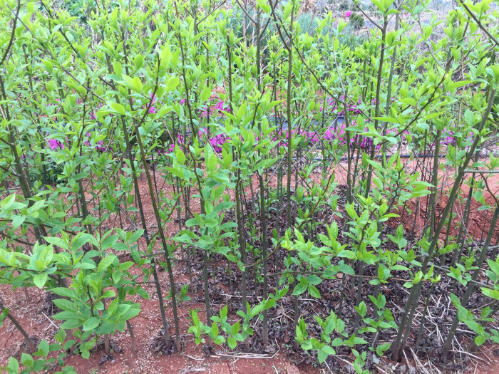 고욤나무 - date-plum, Caucasian persimmon, lilac persimmon, Diospyros lotus L.