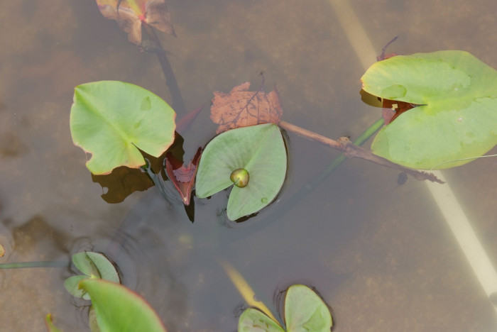 개연꽃 - Nuphar japonicum DC.