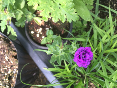 밀리엄벨 사진 - Petunia hybrida E.Vilm. Photos