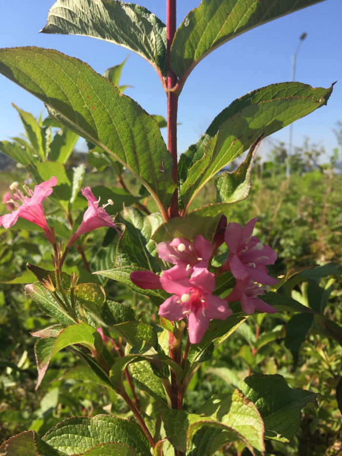 붉은병꽃나무 - Weigela florida (Bunge) A. DC.