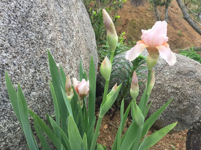 독일붓꽃 - German iris, Iris germanica L.