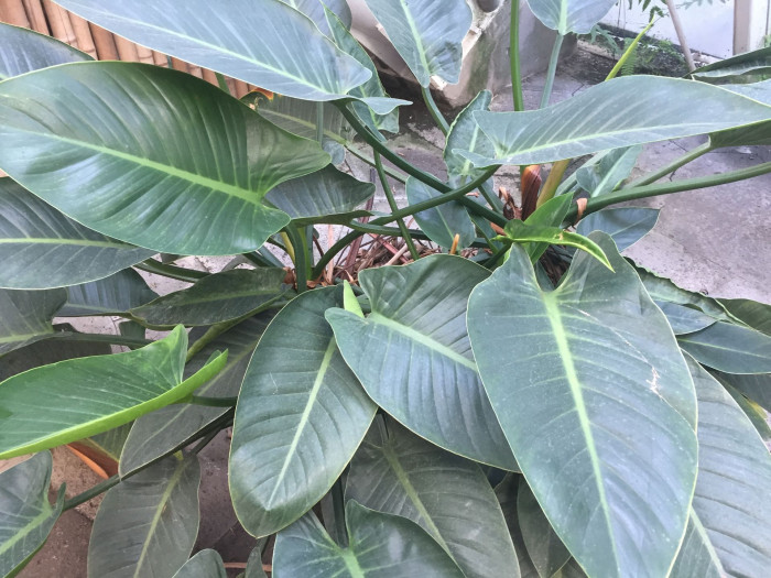 문라이트 - Moonlight Philodendron, Philodendron Moonlight