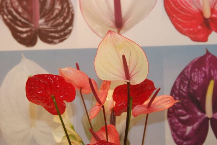 안수리움 - Flamingo lily, tailflower, laceleaf, Anthurium andraeanum