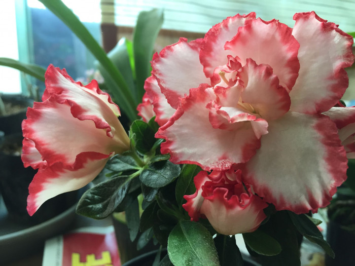 아젤리아 - Azalea, Rhododendron indica