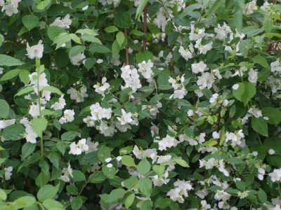고광나무 사진 - Philadelphus schrenkii Rupr. var. schrenkii Photos