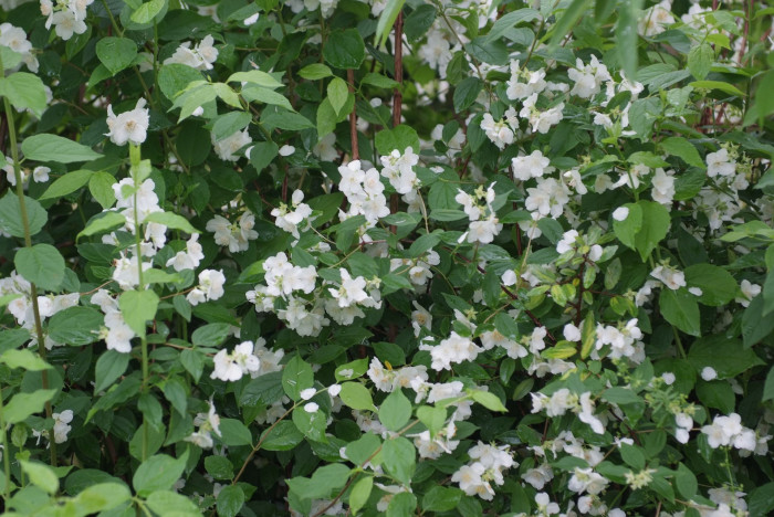 고광나무 - Korean mock orange, Philadelphus schrenkii Rupr. var. schrenkii