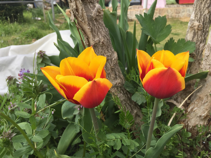 튤립 - Tulip, Tulipa gesneriana