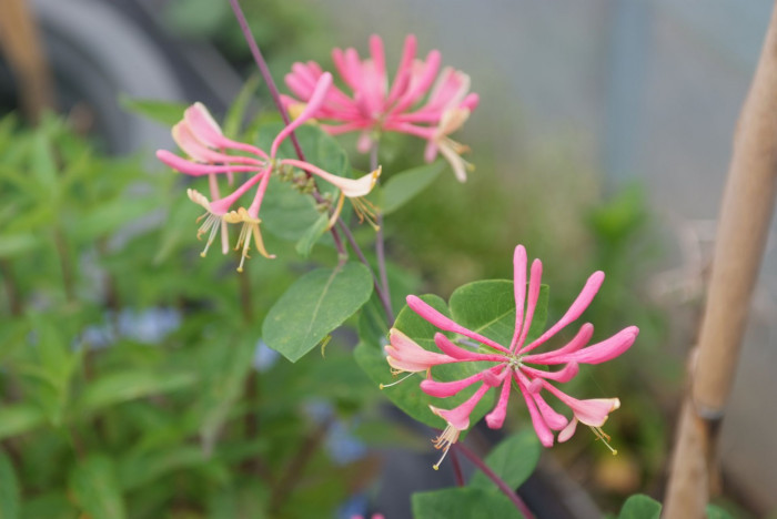 붉은인동 - Honey suckle, Lonicera periclymenum L.