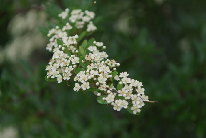 피라칸사스 - firethorn, Pyracantha angustifolia (Franch.) C.K.Schneid.