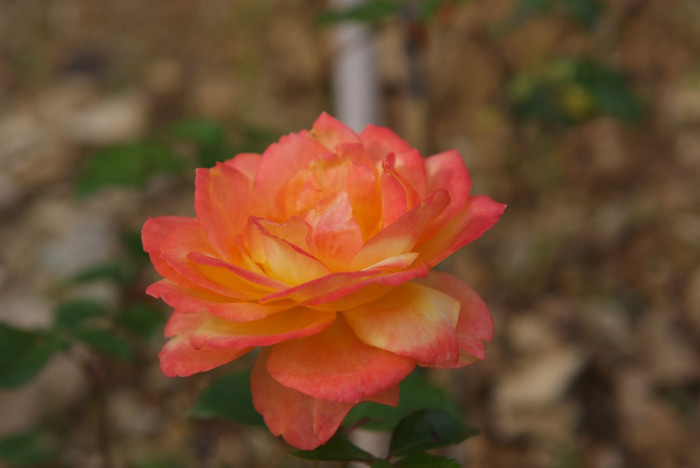 장미 - Rose, Rosa hybrida