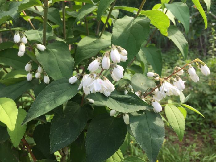 만첩빈도리 - Deutzia crenata for. plena Schneid