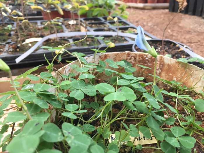 토끼풀 - clover, Trifolium repens L.