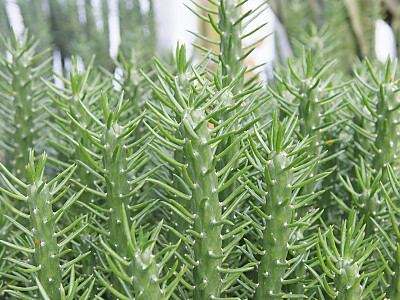 장군선인장 사진 - Austro cylindropuntia subulta Photos