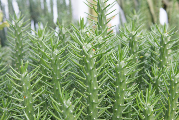 장군선인장 - Eve’s needle cactus,Eve’s pin cacus, Austro cylindropuntia subulta