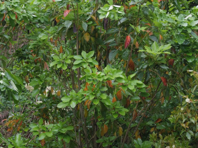 황칠나무 사진 - Dendropanax morbiferus H.Lev. Photos