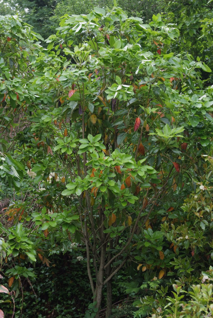 황칠나무 - Dendropanax morbiferus H.Lev.