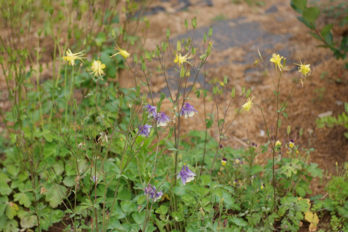 매발톱 - columbine, Aquilegia buergeriana Siebold & Zucc. var. oxysepala (Trautv. & C. A. Mey.) Kitam.