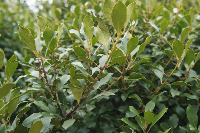 감탕나무 - Ilex integra Thunb.