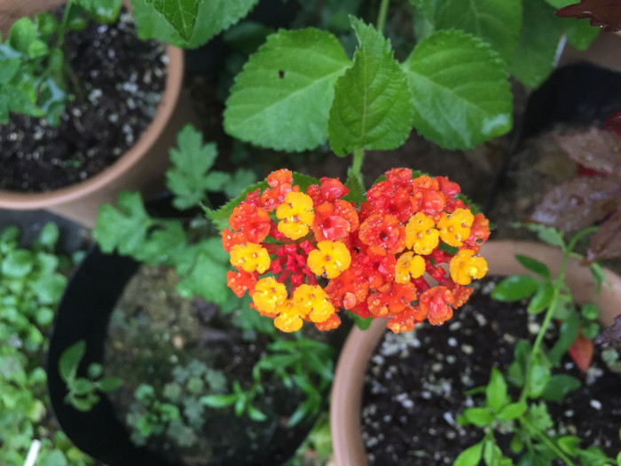 란타나 - Spanish Flag, West Indian Lantana, Lantana camara