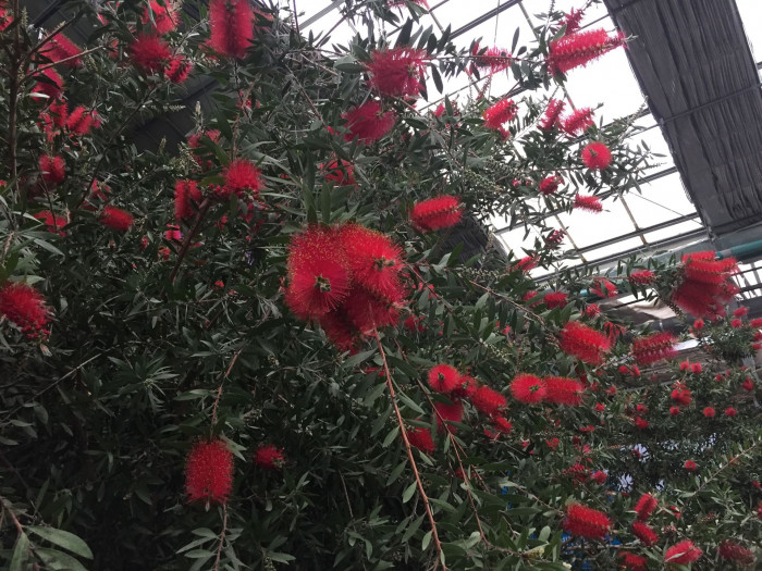 병솔나무 - Bottlebrush, Callistemon lanceolatus