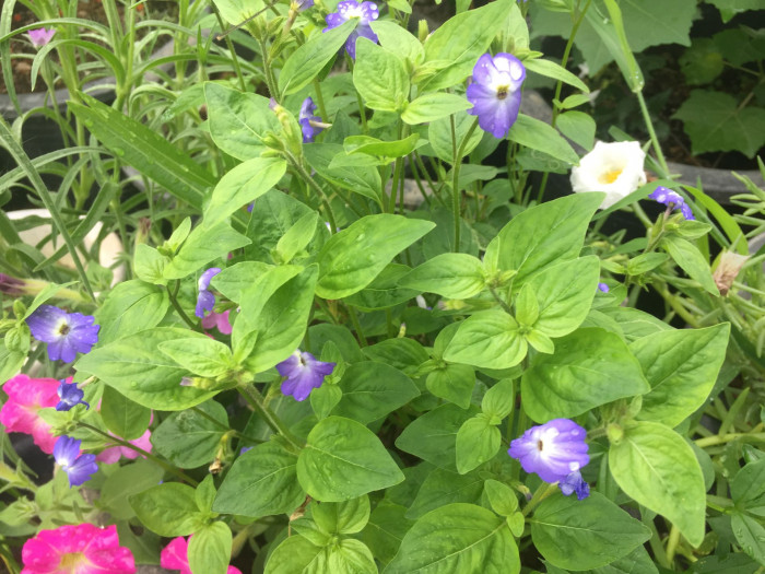 삼색메꽃 - dwarf morning-glory, tricolour convolvulus, Convolvulus tricolor