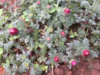 하늘국화 사진 - Anacyclus pyrethrum Var. depressus Photos