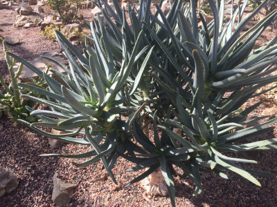 알로에 라모시시마 사진 - Aloe ramosissima Photos