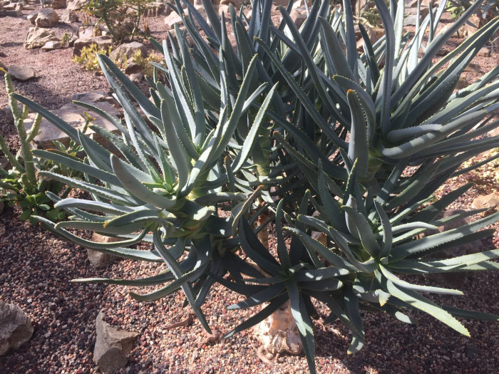 알로에 라모시시마 - Aloe ramosissima
