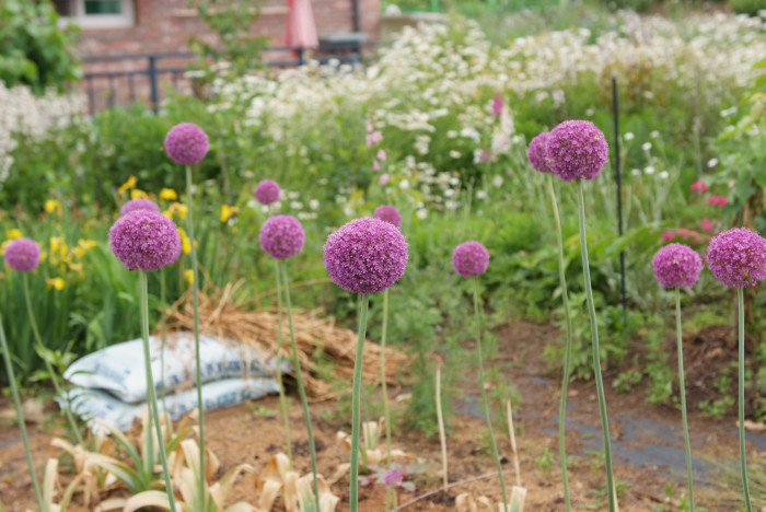 알리움 - Allium  spp