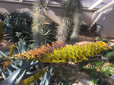 알로에 마를로티이 사진 - Aloe marlothii A. Berger Photos