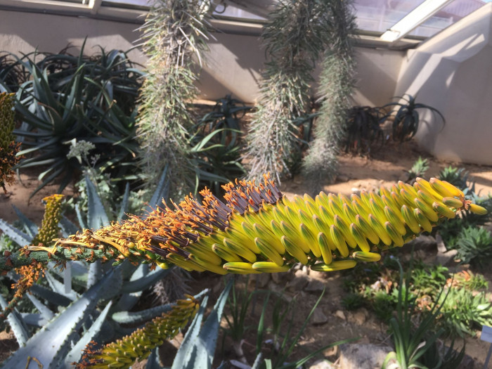 알로에 마를로티이 - mountain aloe, flat-flowered aloe, Aloe marlothii A. Berger