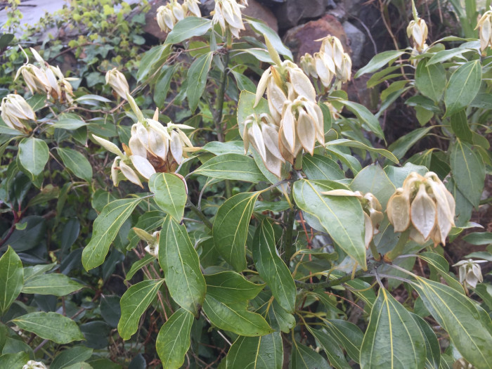참식나무 - Neolitsea sericea (Blume) Koidz.