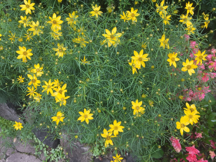 썬빔 - Sunbeam, Coreopsis verticillata Sunbeam