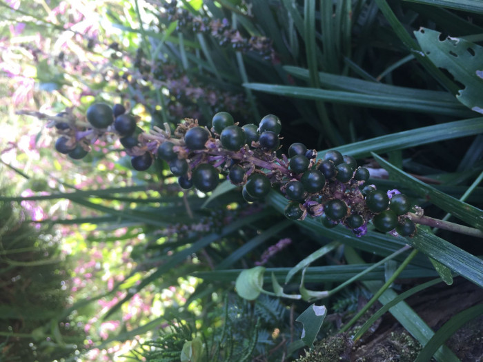 맥문동 - Liriope platyphylla