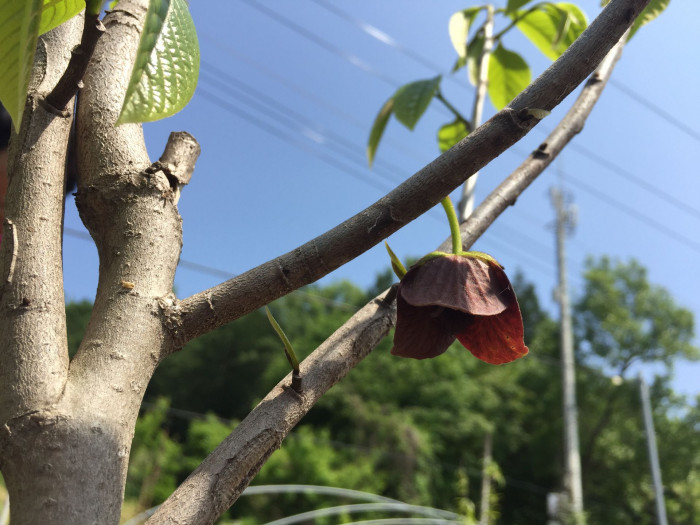 포포나무 - Sunflower pawpaw, Asimina triloba