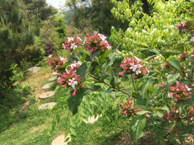 줄댕강나무 사진 - Abelia tyaihyoni Photos