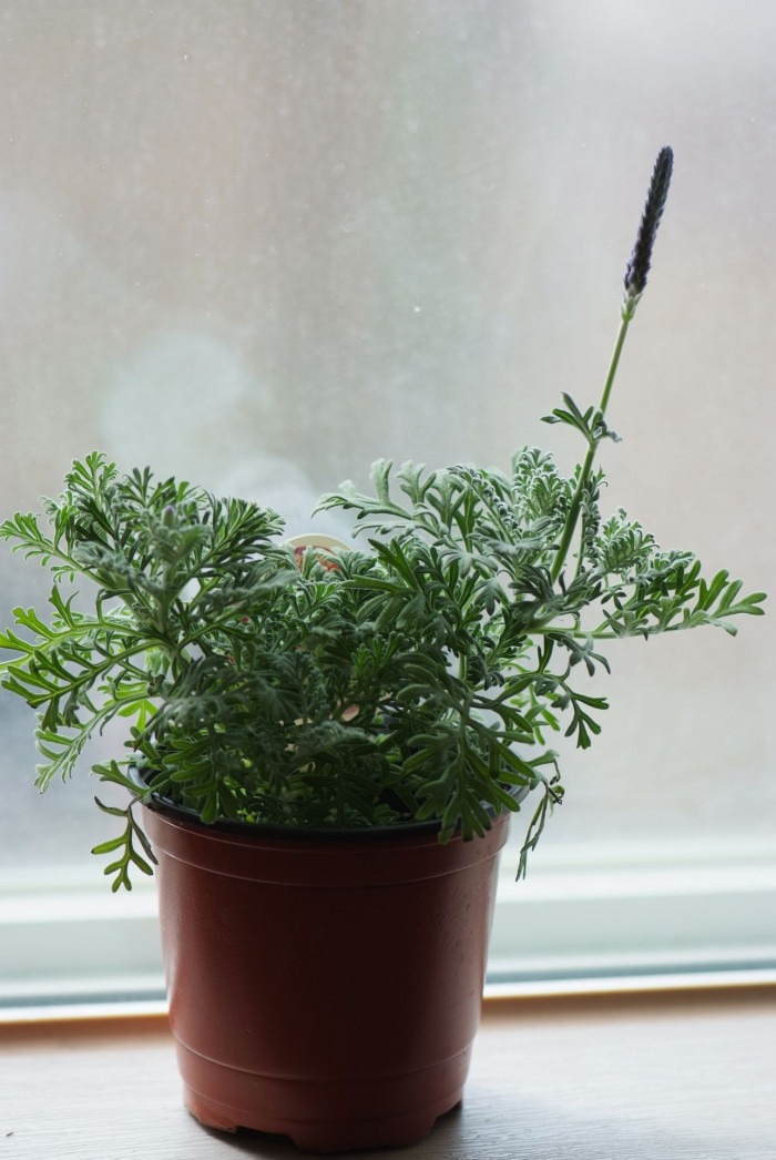 피나타라벤더 - Pinnata lavender, Lavandula spp.