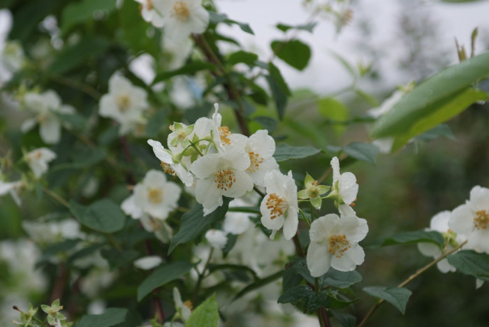 고광나무 - Korean mock orange, Philadelphus schrenkii Rupr. var. schrenkii