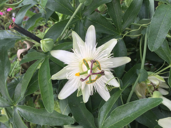 시계초 - passion flower, Passiflora caerulea