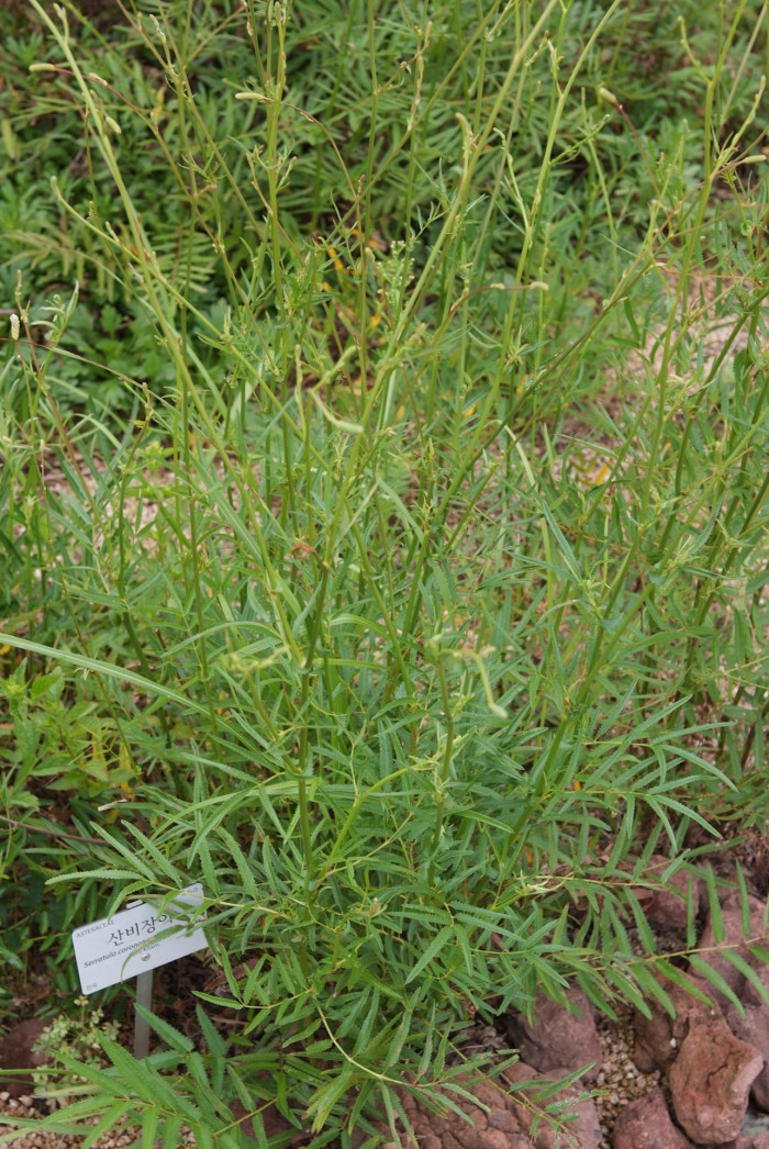 산비장이 - Mountain coronate sawwort, Serratula coronata var.insularis
