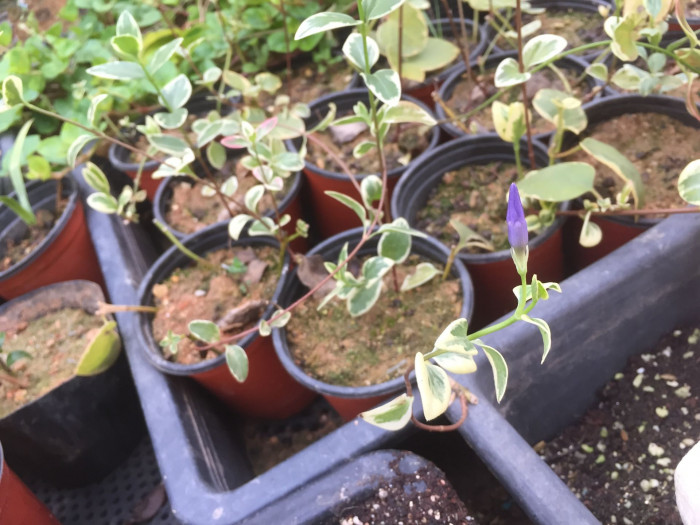 금맥무늬빈카 - Vinca major Periwinkle