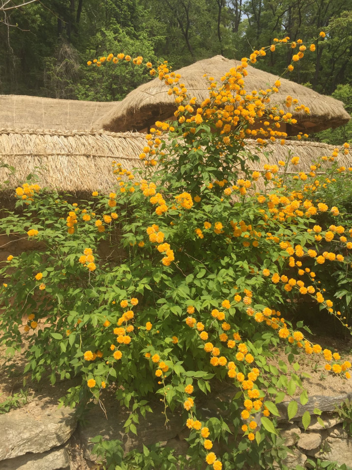 죽단화 - Kerria japonica for. pleniflora (Witte) Rehder
