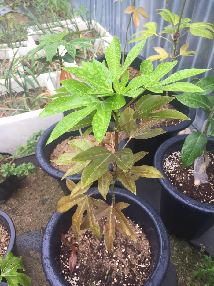 황칠나무 - Dendropanax morbiferus H.Lev.