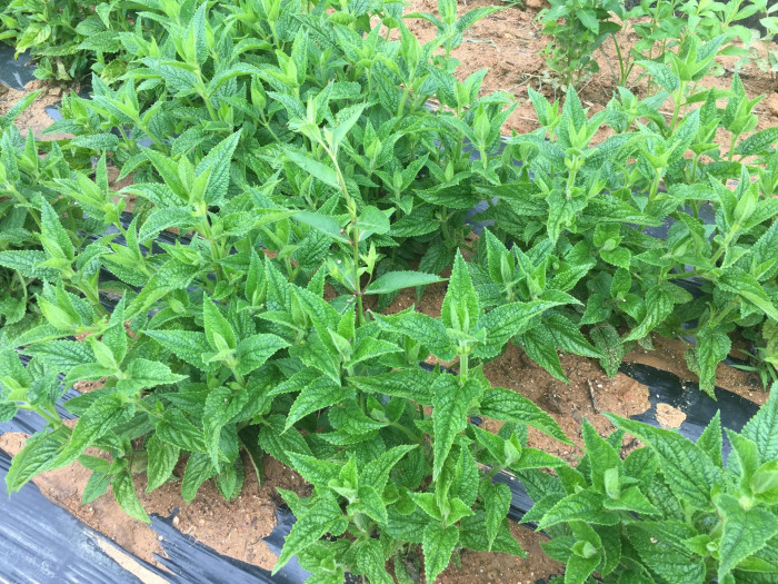 초석잠 - Stachys sieboldii Miq.
