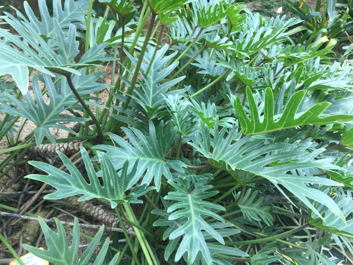필로덴드론 셀로움 - Selloum philodendron, Philodendron bipinnatifidum
