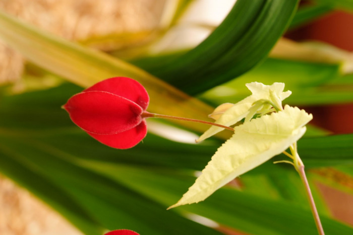 아부틸론 - Trailing Abutilon, Brazilian Abutilon, Abutilon megapotamicum